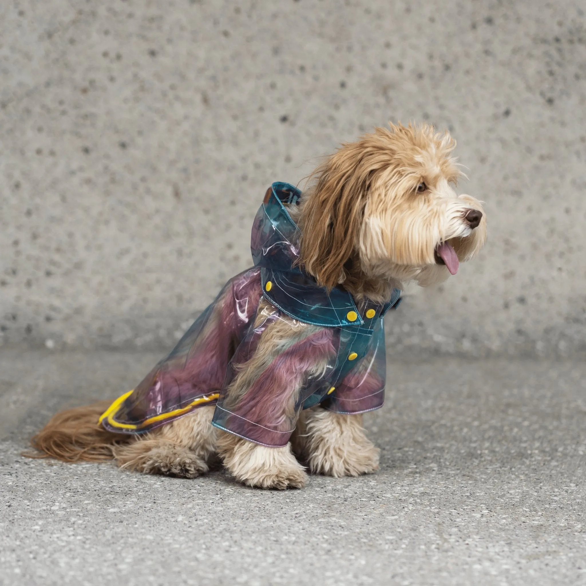 Kinney Dog Translucent Raincoat