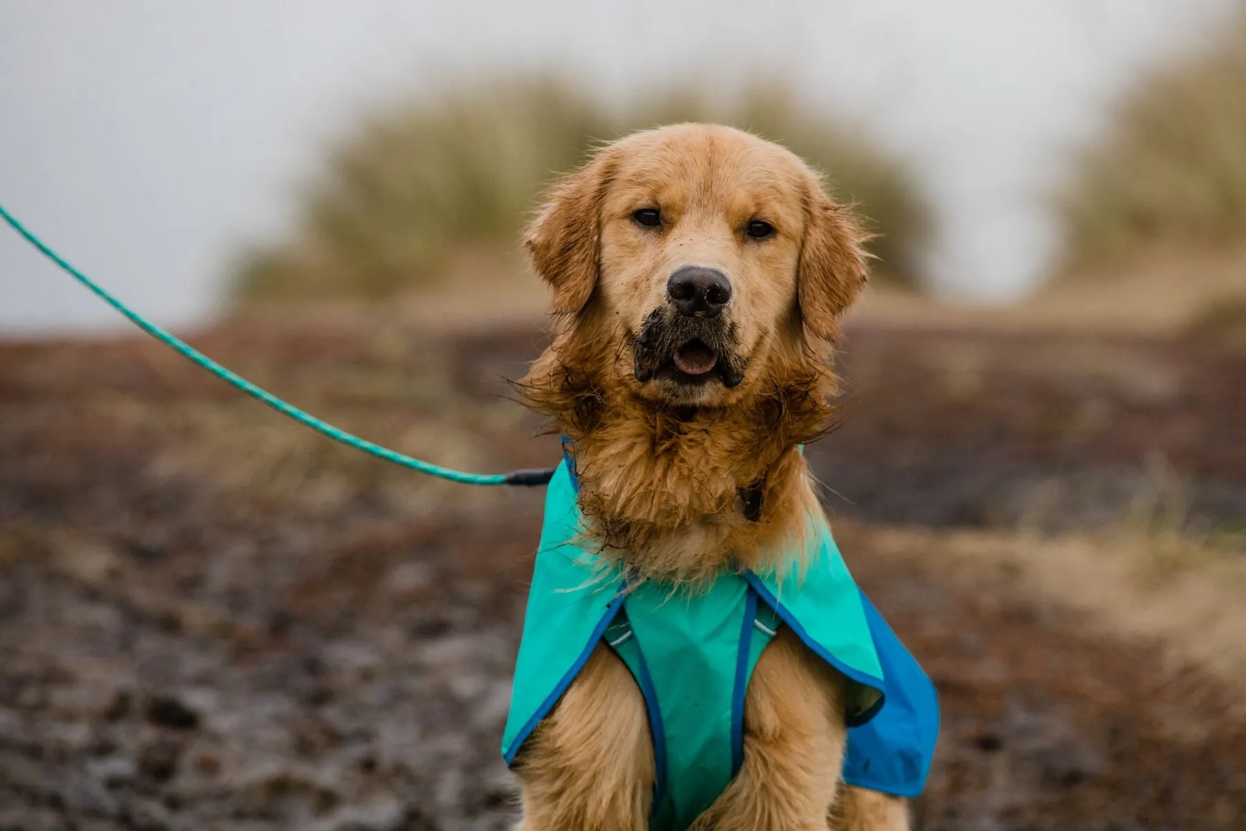 Ruffwear Dog Raincoat: Sun Shower